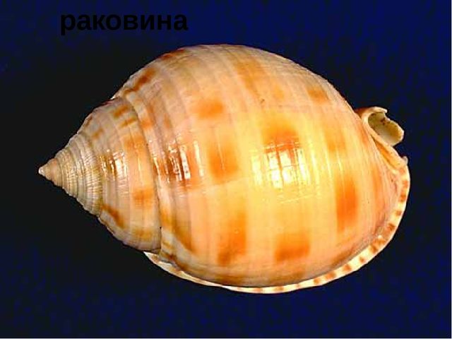 Занятие на тему "Морские животные'