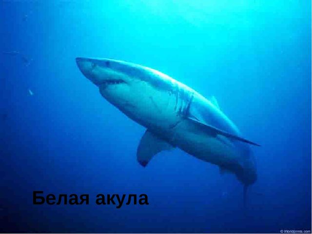 Занятие на тему "Морские животные'