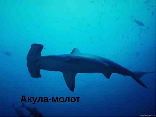Занятие на тему "Морские животные'