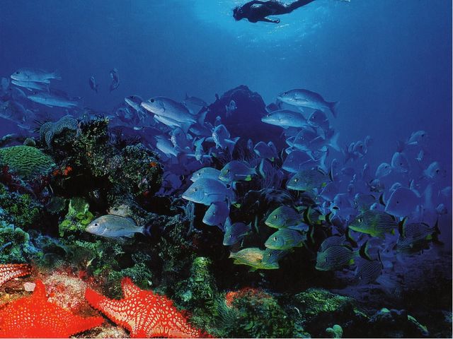 Занятие на тему "Морские животные'