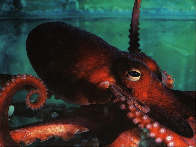 Занятие на тему "Морские животные'