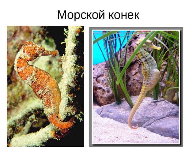 Занятие на тему "Морские животные'