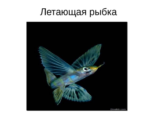 Занятие на тему "Морские животные'