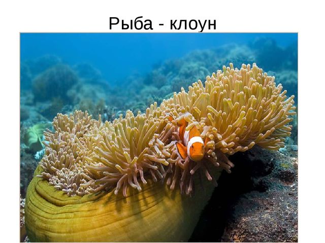 Занятие на тему "Морские животные'