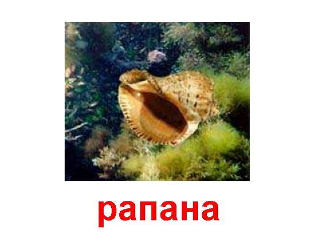 Занятие на тему "Морские животные'