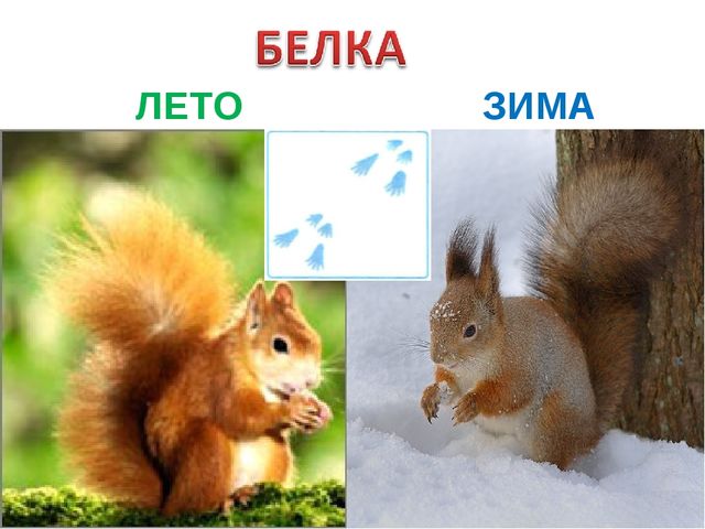 Презентация для детей подготовительной группы "Животные зимой"