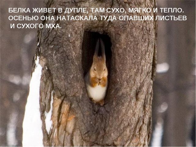 Презентация для детей подготовительной группы "Животные зимой"