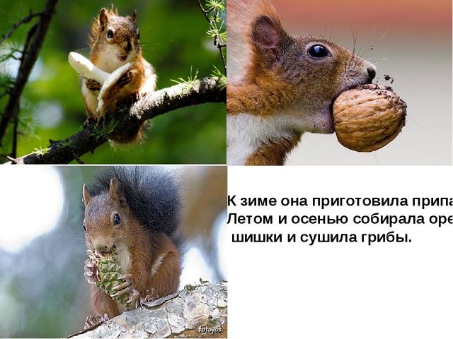 Презентация для детей подготовительной группы "Животные зимой"