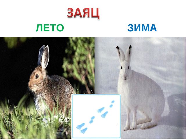 Презентация для детей подготовительной группы "Животные зимой"