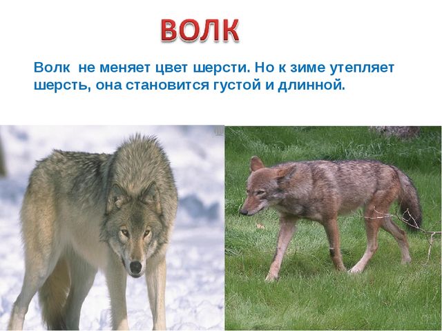 Презентация для детей подготовительной группы "Животные зимой"
