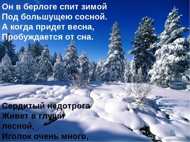 Презентация для детей подготовительной группы "Животные зимой"