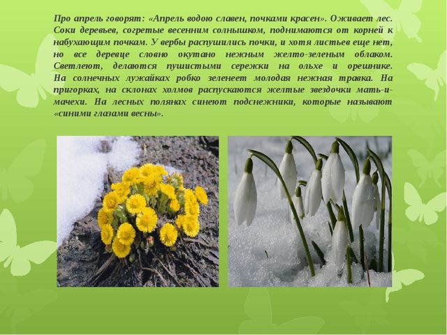 Презентация для детей подготовительной группы "Весеннее пробуждение"