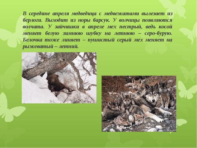 Презентация для детей подготовительной группы "Весеннее пробуждение"