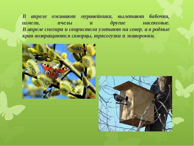 Презентация для детей подготовительной группы "Весеннее пробуждение"
