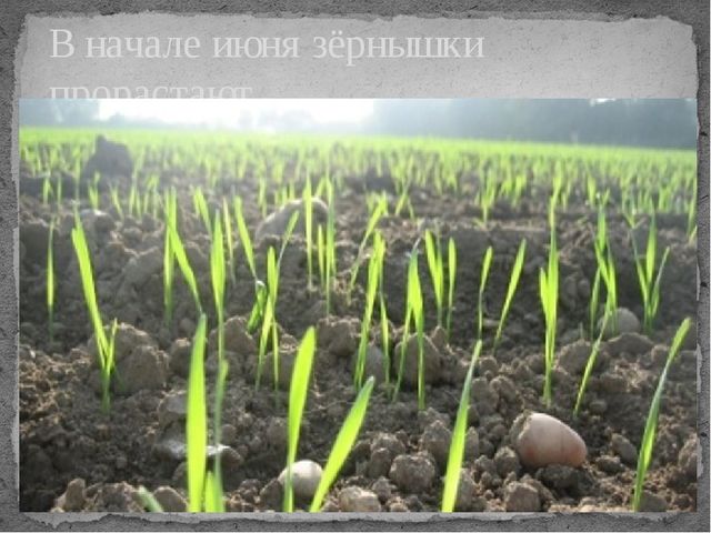 Презентация по окружающему миру на тему "От зернышка до хрустящей корочки"