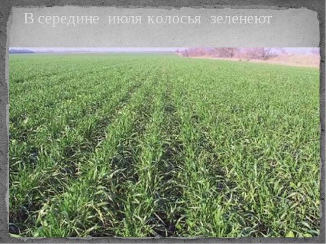 Презентация по окружающему миру на тему "От зернышка до хрустящей корочки"