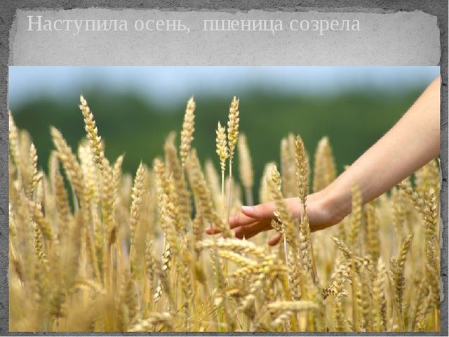 Презентация по окружающему миру на тему "От зернышка до хрустящей корочки"