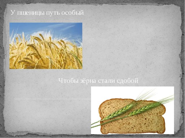 Презентация по окружающему миру на тему "От зернышка до хрустящей корочки"