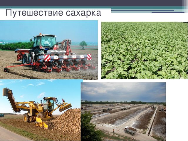 Презентация "Откуда сахар пришел?"