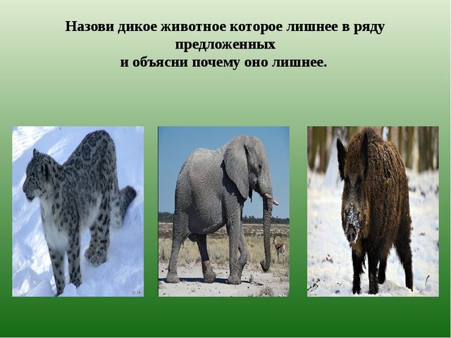 Презентация из серии д/игр "Кто лишний?": "Кто заблудился?" (Животные Казахстана)