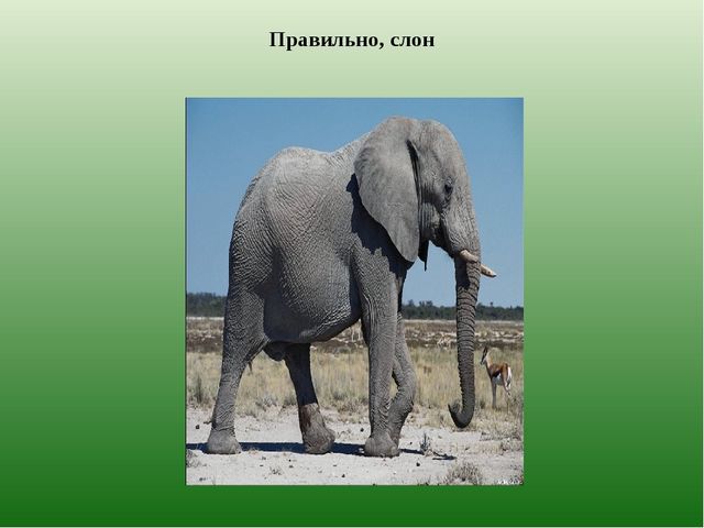 Презентация из серии д/игр "Кто лишний?": "Кто заблудился?" (Животные Казахстана)