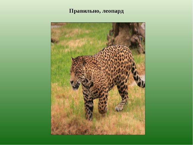 Презентация из серии д/игр "Кто лишний?": "Кто заблудился?" (Животные Казахстана)