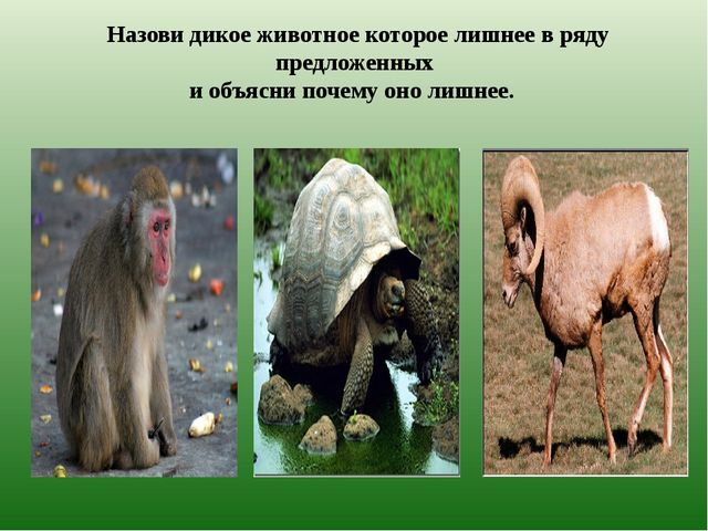 Презентация из серии д/игр "Кто лишний?": "Кто заблудился?" (Животные Казахстана)