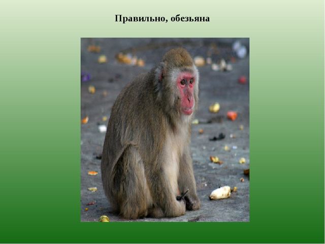 Презентация из серии д/игр "Кто лишний?": "Кто заблудился?" (Животные Казахстана)
