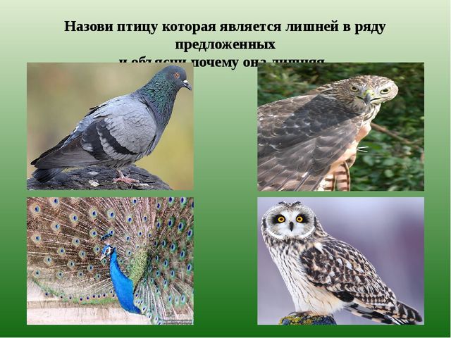 Презентация из серии д/игр "Кто лишний?": "Кто заблудился?" (Животные Казахстана)