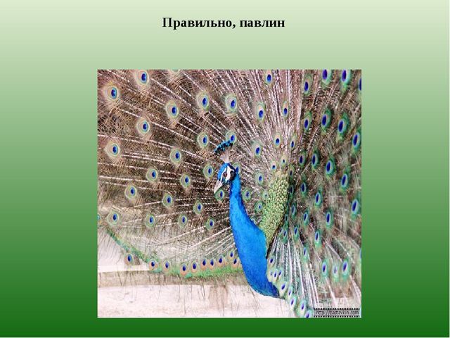 Презентация из серии д/игр "Кто лишний?": "Кто заблудился?" (Животные Казахстана)