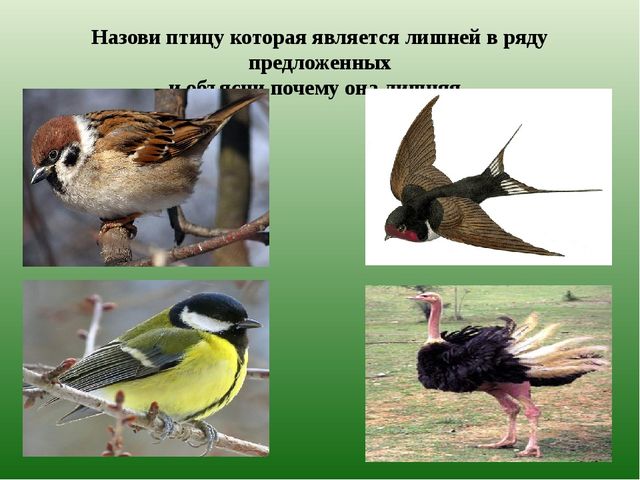 Презентация из серии д/игр "Кто лишний?": "Кто заблудился?" (Животные Казахстана)