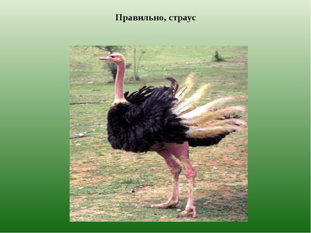 Презентация из серии д/игр "Кто лишний?": "Кто заблудился?" (Животные Казахстана)