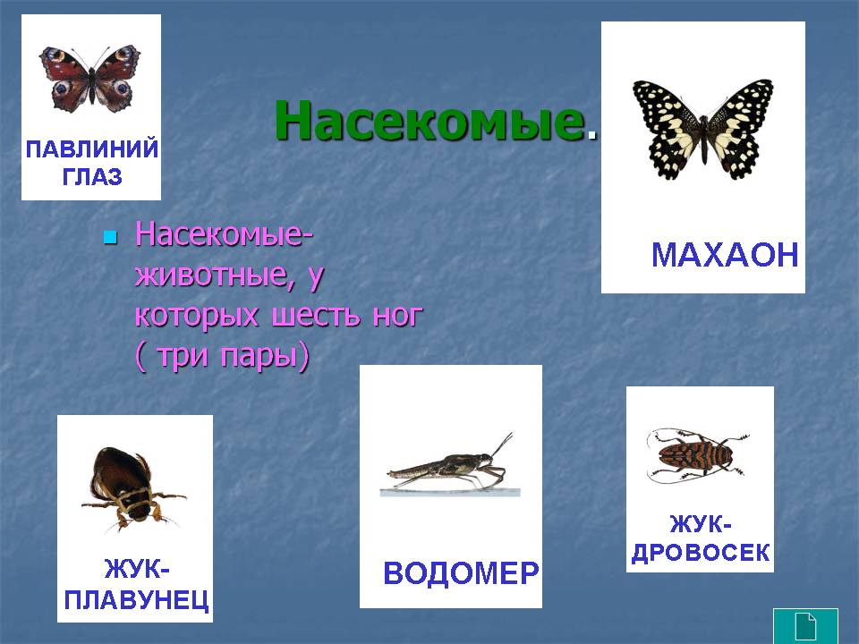 Насекомые 2 класс окружающий. Презентация на тему насекомые. Презентация насекомые 3 класс. Разнообразие насекомых 3 класс. Презентация на тему насекомые 3 класс.