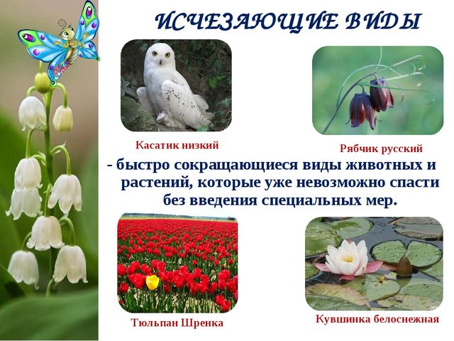 Экологический Проект «Красная книга Татарстана»