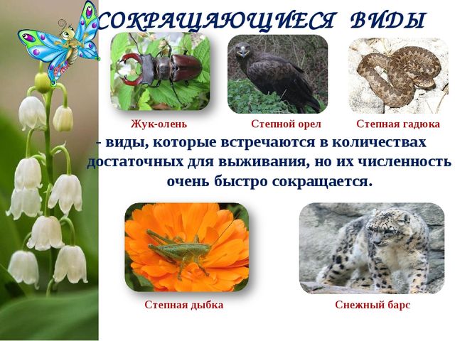 Экологический Проект «Красная книга Татарстана»