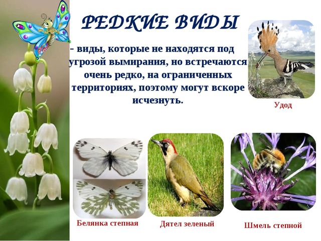 Экологический Проект «Красная книга Татарстана»