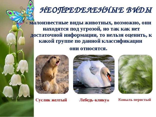 Экологический Проект «Красная книга Татарстана»