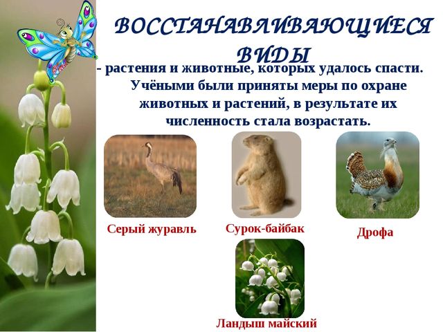 Экологический Проект «Красная книга Татарстана»