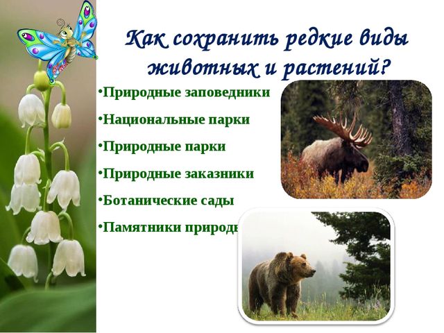 Экологический Проект «Красная книга Татарстана»