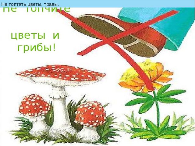 Презентация "Как люди охраняют природу"