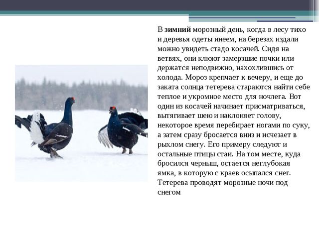 Презентация по экологии на тему " Птицы "