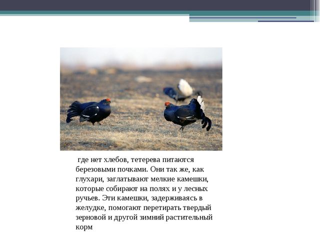 Презентация по экологии на тему " Птицы "