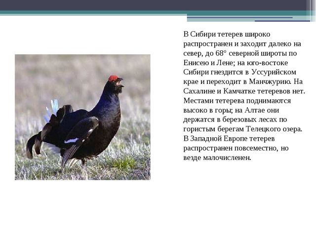 Презентация по экологии на тему " Птицы "