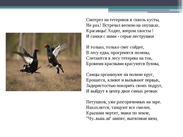 Презентация по экологии на тему " Птицы "