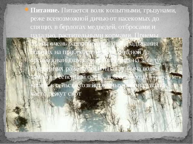 Презентация по экологии " Белый медведь "