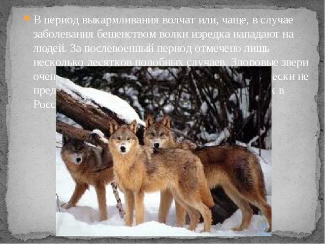 Презентация по экологии " Белый медведь "