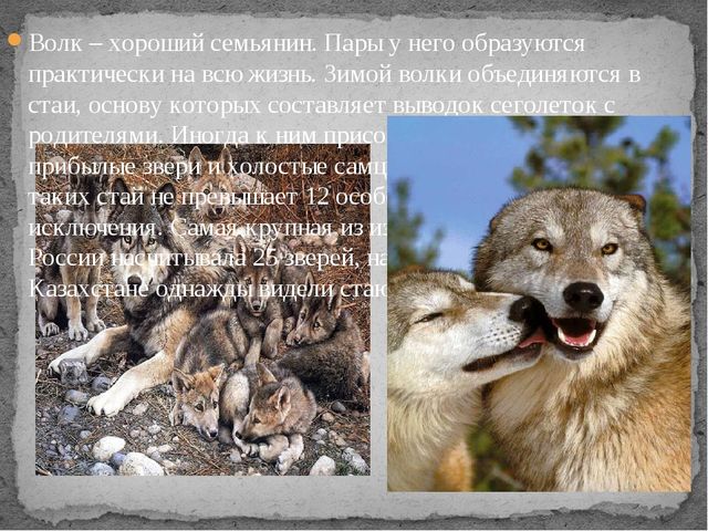 Презентация по экологии " Белый медведь "