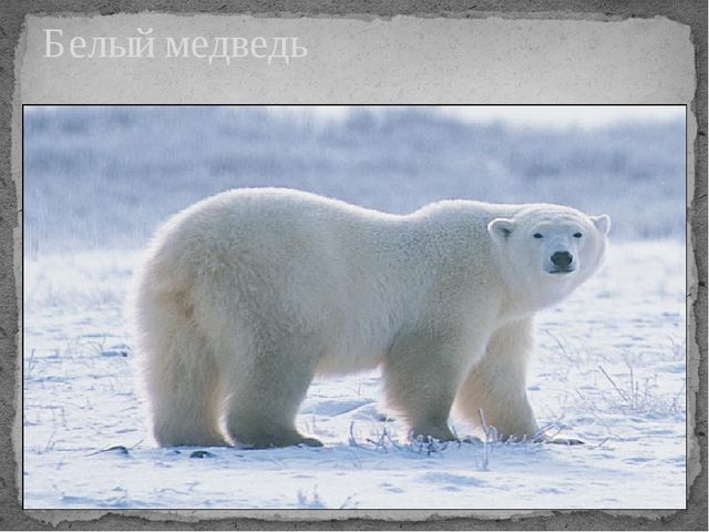 Презентация по экологии " Белый медведь "