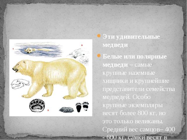 Презентация по экологии " Белый медведь "