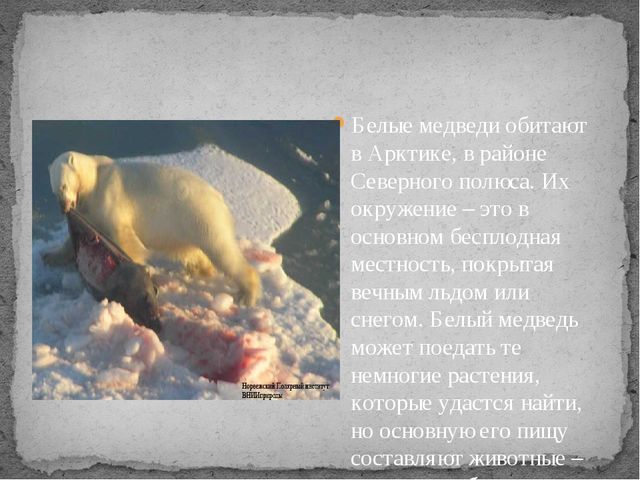 Презентация по экологии " Белый медведь "